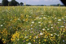 Projekt "Bunte Biomasse" - Wildblumen auf dem Feld von Landwirt Richard Schulte © Foto Kreis Paderborn